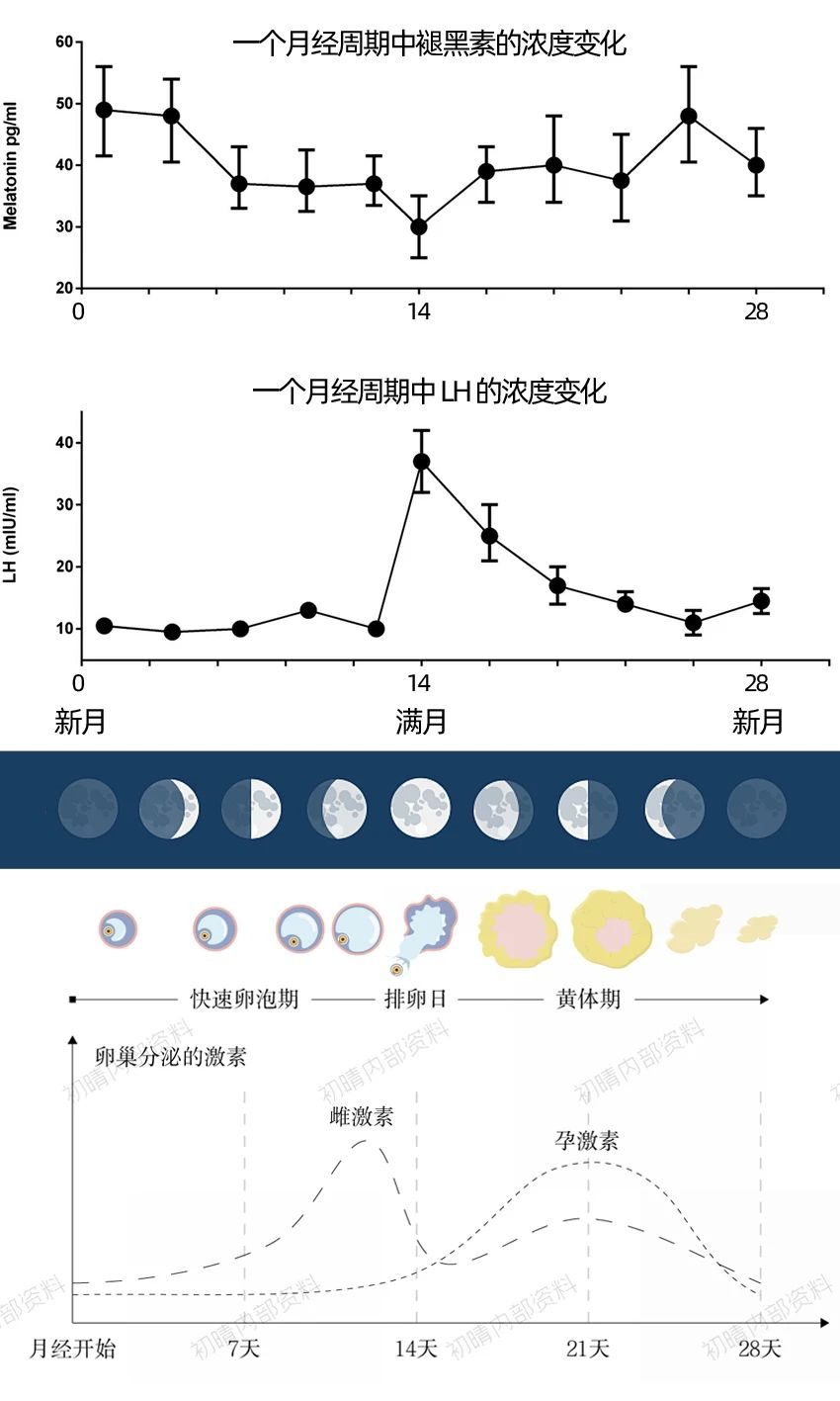 月经周期为什么是28天?要从月球周期说起